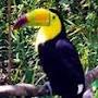 @orangetoucan148