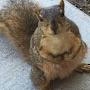 @residentsquirrelobserver
