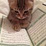 @Muslim_Cat2014