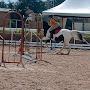 @whiteequine.official