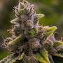 @gorillaglue5958