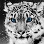 @murataflytunov223