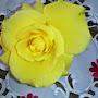 @tatyanapopovych9481