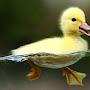 @sadduck1737