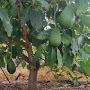 @rossisbonsaiandavocados5785