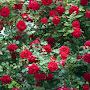 @rojasrihemanth3455