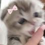 @Catscatscatscatscatscatscattss