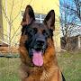 @germanshepherdandotherdogb3906