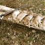 @midmichiganhuntingfishing7070