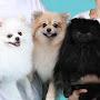 @삼색포메사랑럭키칸