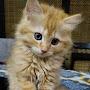 @Purrsomemeows