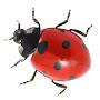 @Smallinsects-w8t
