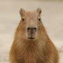@Mr.Capybara-d4c