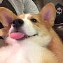 @skylerthecorgi4372