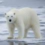 @WoozyPolarBear
