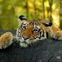 @golmaal138