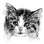 @catsbe