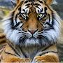 @pureteceleste3280