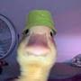 @moldy-cheese69