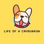 @Lifeofachihuahua