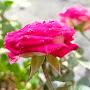 @rajupandey6678