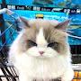 @eva_567-cat