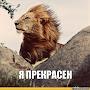 @Шавох