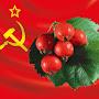 @kommunisticheskiyboyaryshn3893