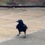 @birdvidz5349
