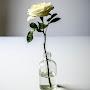 @Rose-bb9my