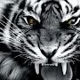 @turkishlornemalvo5917