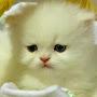 @karanlawand5823