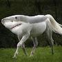 @The_holy_shorse