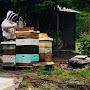 @oregonbeekeeping4675