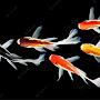 @sameerbossn123hasbeenworki6