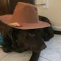 @DogsAreBetterThanCat