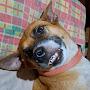 @ThePetSpot-c4i