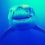 @capitaineshark4284