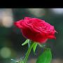 @naziransari4451