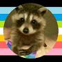 @Homoraccoon