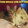 @гонивискас