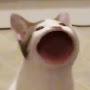 @츄비좋아