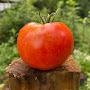 @8oclocktomatotalk