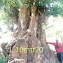 @jualpohonpuledede893
