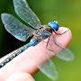 @Dragonfly-q1l