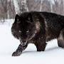 @WolfofChappaqua