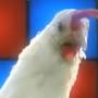 @Chicken_FutureDinner