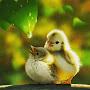 @boddurajenderreddy7885