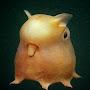 @Grimpoteuthis-sabio