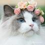 @VikaZ41
